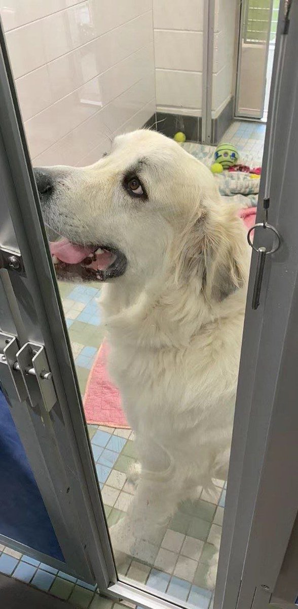 Chen Li Hua tweet media