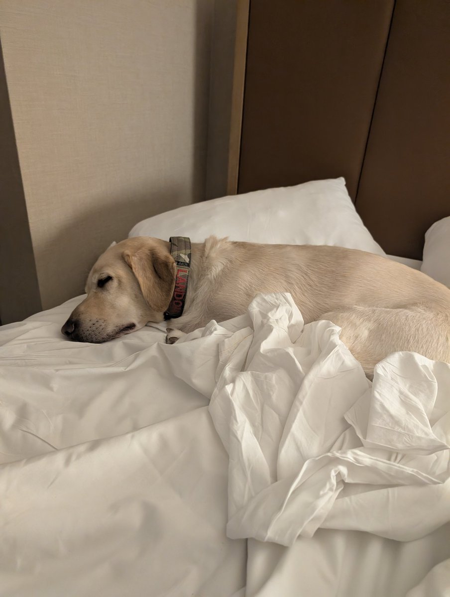 Being @wearedefcon #goonlife is exhausting for a hard-working pup 🐾 My handler has kept me safe and shared service dog etiquette when needed.
Lots of humans want cuddles — and that’s flattering! But my most important job is keeping an eye on my handler. ❤️

<a href="/sh00k3ms/">Sh00k3ms</a> even had