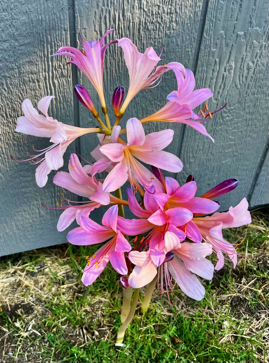 Some pretty pinks for this Sunday.