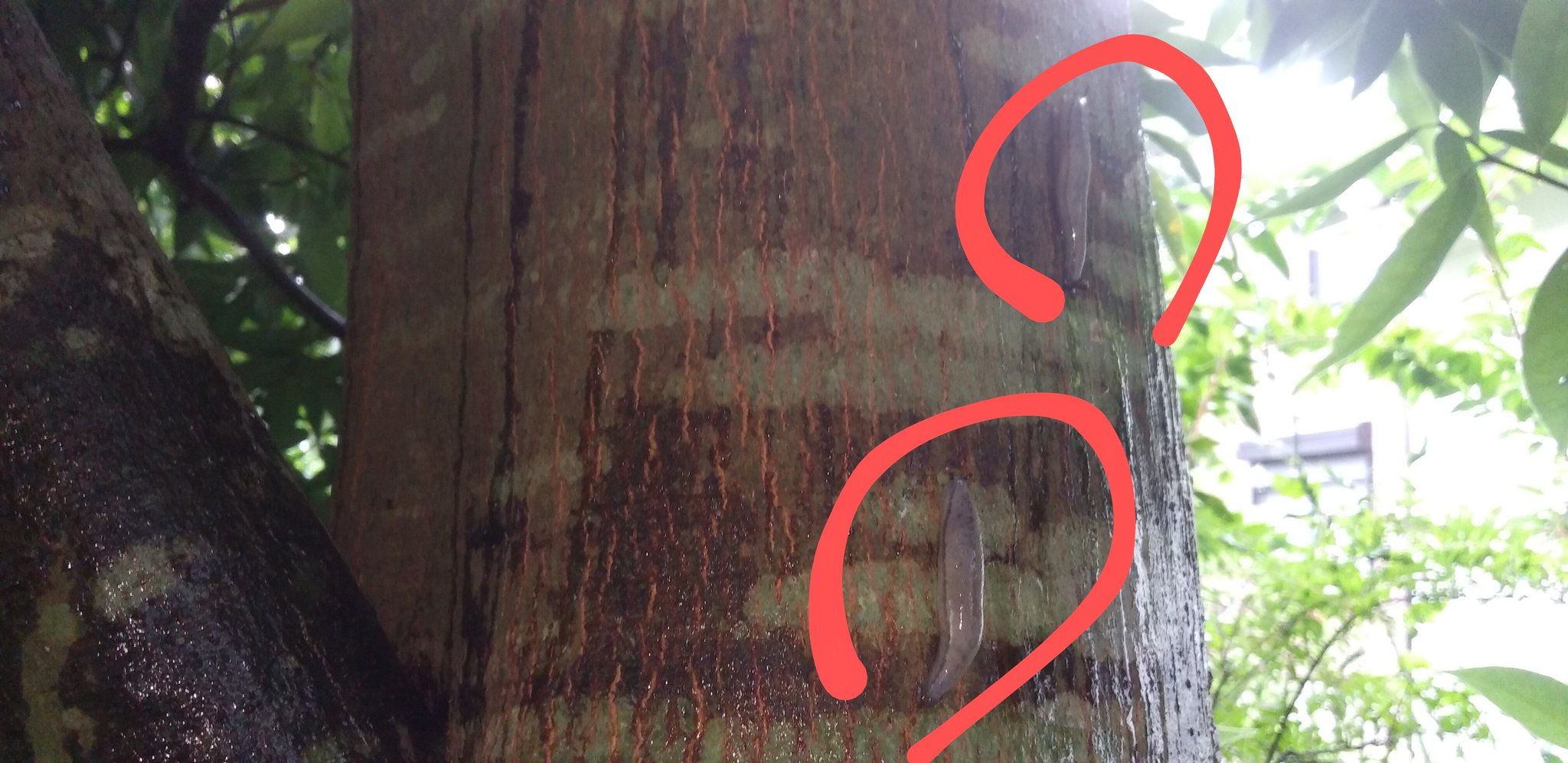 ナメクジ - Search / X