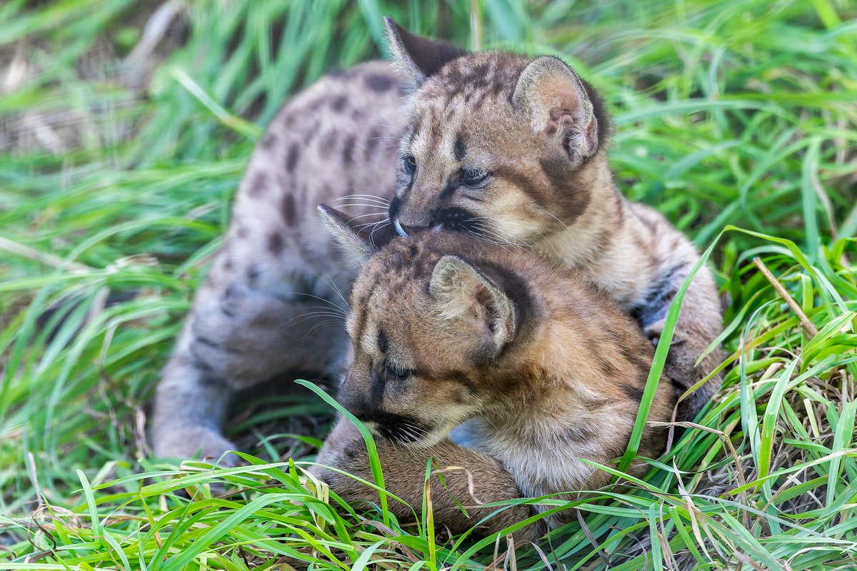 元気に育て #盛岡市動物公園, image size:1200x800