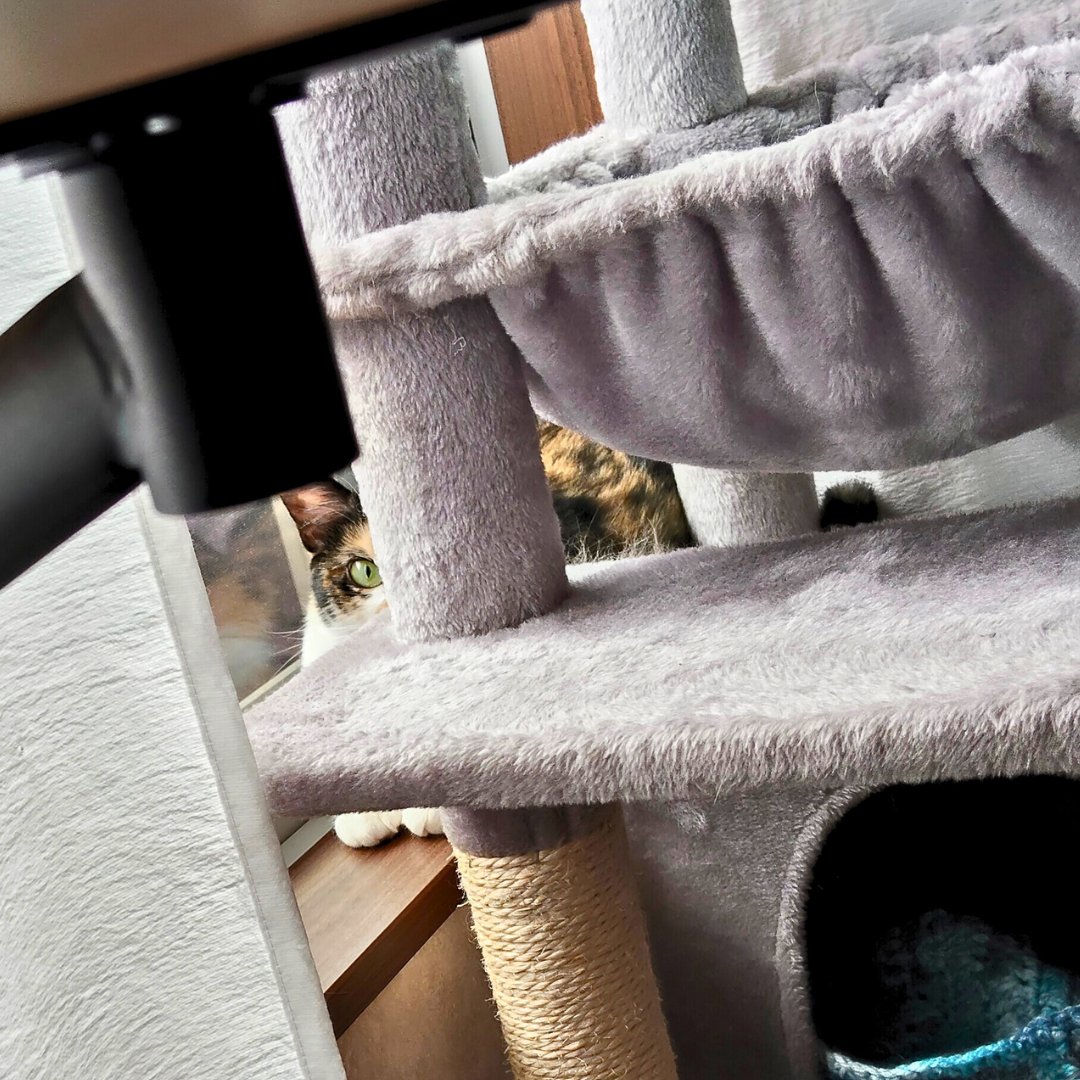 隠れてるけど、こっち見てるね

#里親募集中 #保護猫 #猫 #三毛猫 #猫好きさんと繋がりたい #猫のいる暮らし #猫のいる生活 #預かりボランティア #Cat #catlife