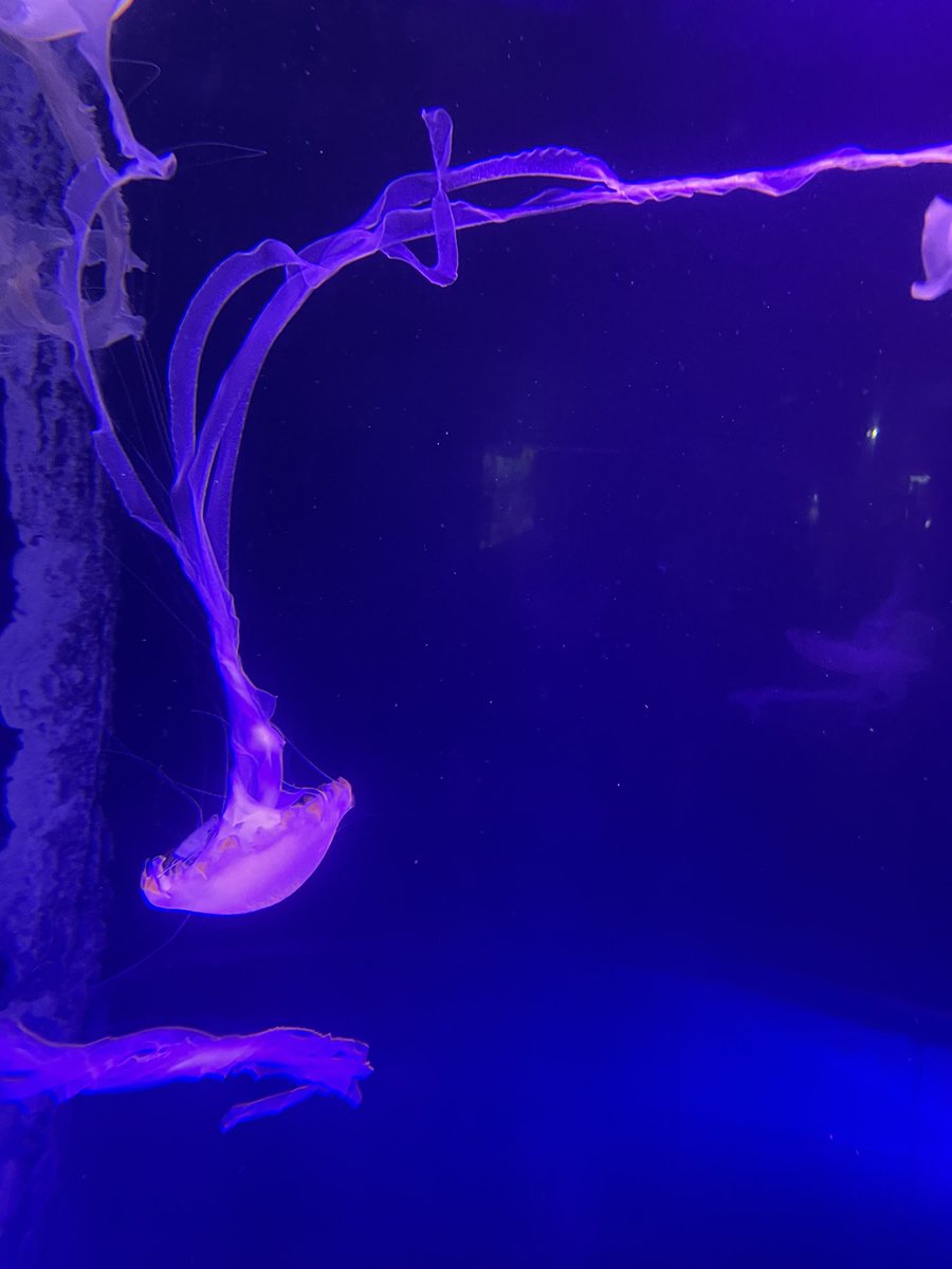 今日は姪っ子甥っ子達とおたる水族館行ってきました〜

明日はトレカフェス出ますよろしくお願いします🙇