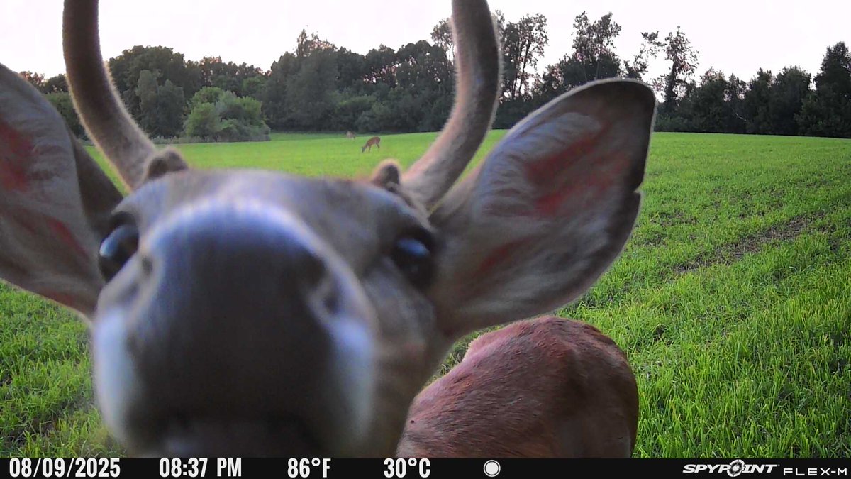 Greatlakesgirl_'s tweet image. Curious yearling 🦌

#SPYPOINT