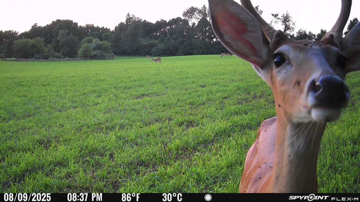 Greatlakesgirl_'s tweet image. Curious yearling 🦌

#SPYPOINT