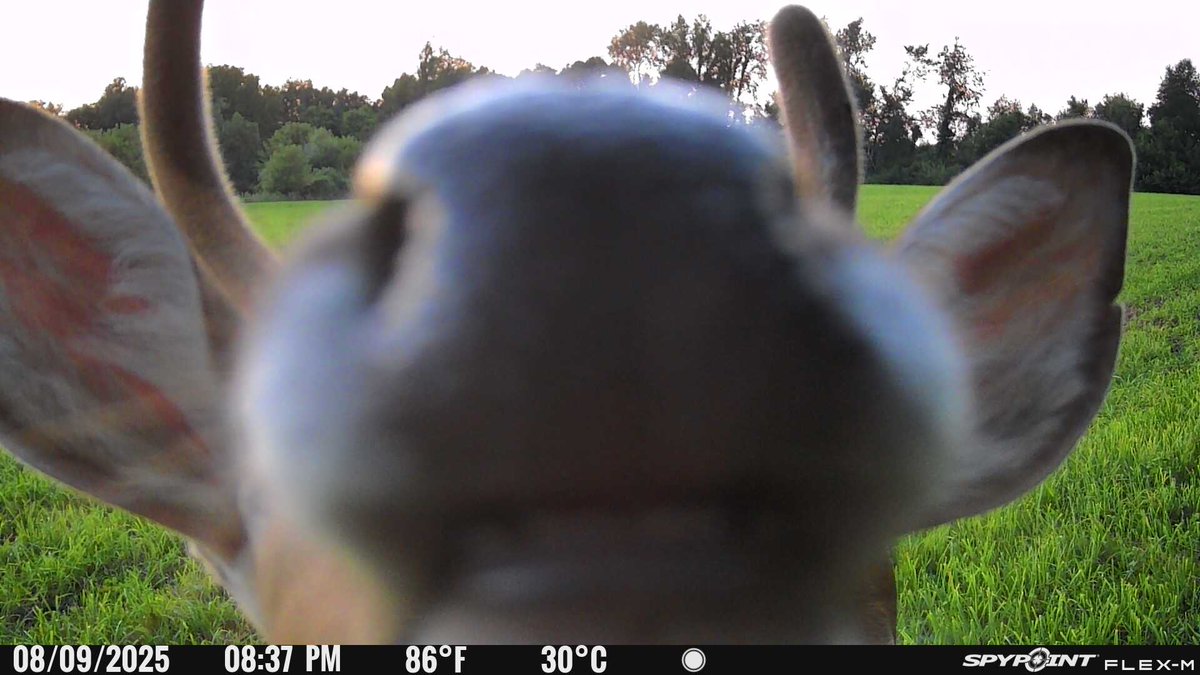 Greatlakesgirl_'s tweet image. Curious yearling 🦌

#SPYPOINT