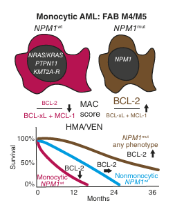 #IntheSpotlight A FABulous Couple: Adding PHENotype to GENotype Improves HMA/VEN Response Prediction in AML brnw.ch/21wUNVw
