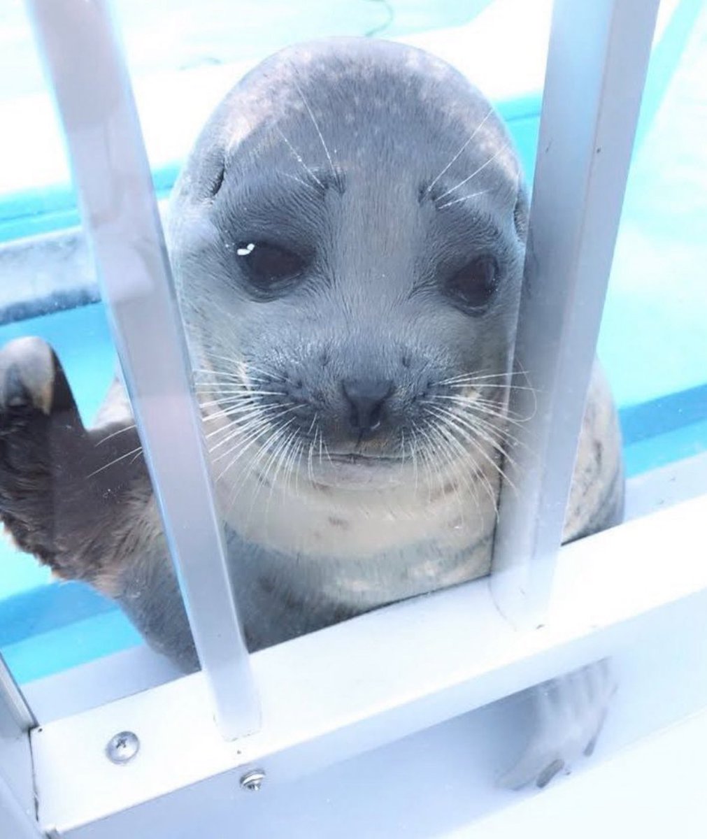 Me if liking Dr Pepper was illegal