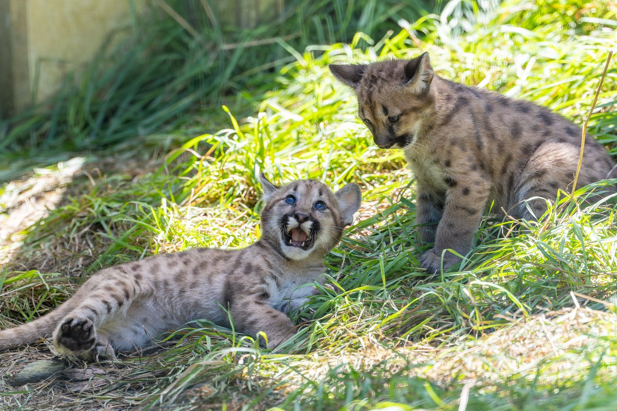 顔よ😸 #盛岡市動物公園, image size:1200x800