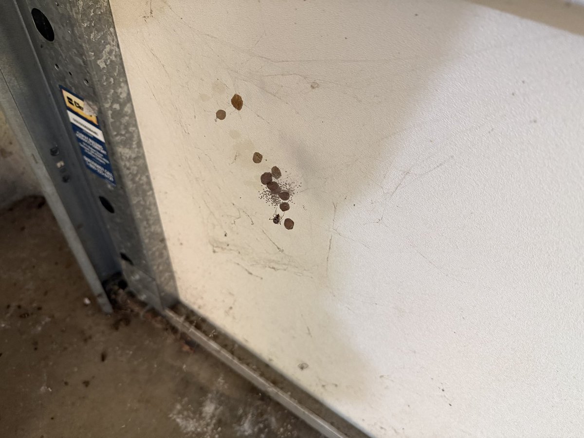 Look at this terrifying spider hive!  All of these eight legged freaks and there’s STILL a pesky fly buzzing about!  You had ONE JOB!!! 😭😅