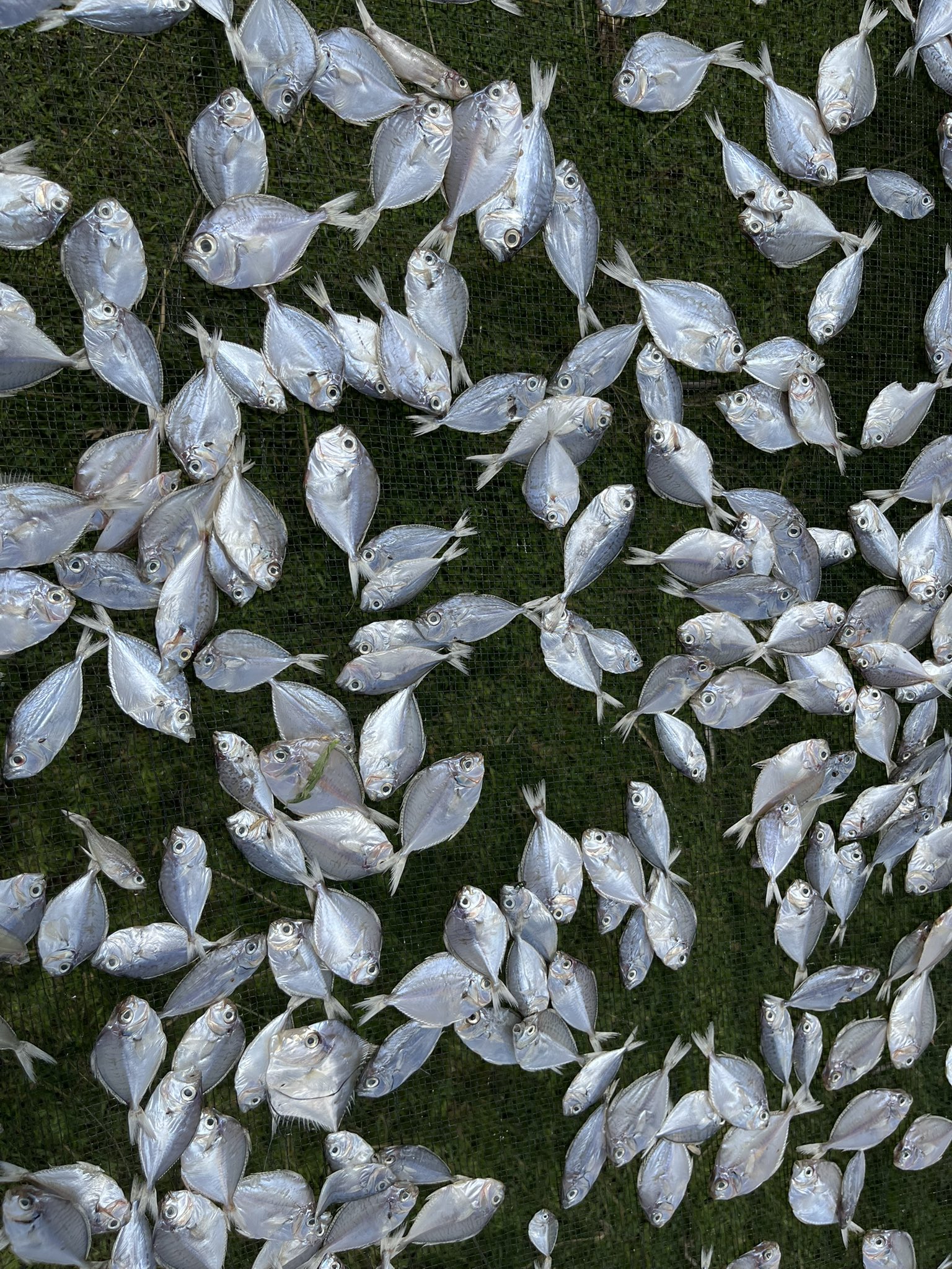 マキリ 鞘 龍魚 化け鯉 登竜門 もみじ 定置網 漁業 アイヌ マキリ 鞘 龍魚 化け鯉 登竜門 もみじ 定置網 漁業 アイヌ