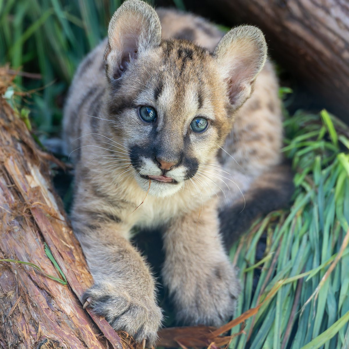 元気に育て #盛岡市動物公園, image size:1200x1200