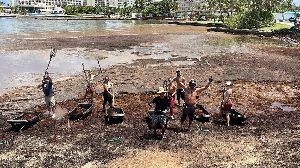 Decenas de personas acudieron a limpiar las playas de sargazo 🫶🏽🌊🇵🇷

Ayer Fundación Mochileando se unió a decenas de voluntarios y organizaciones comunitarias hermanas para limpiar la bahía de Escambrón del sargazo 💙. Increíble ver tanta gente participando 🙌. Gracias a todos