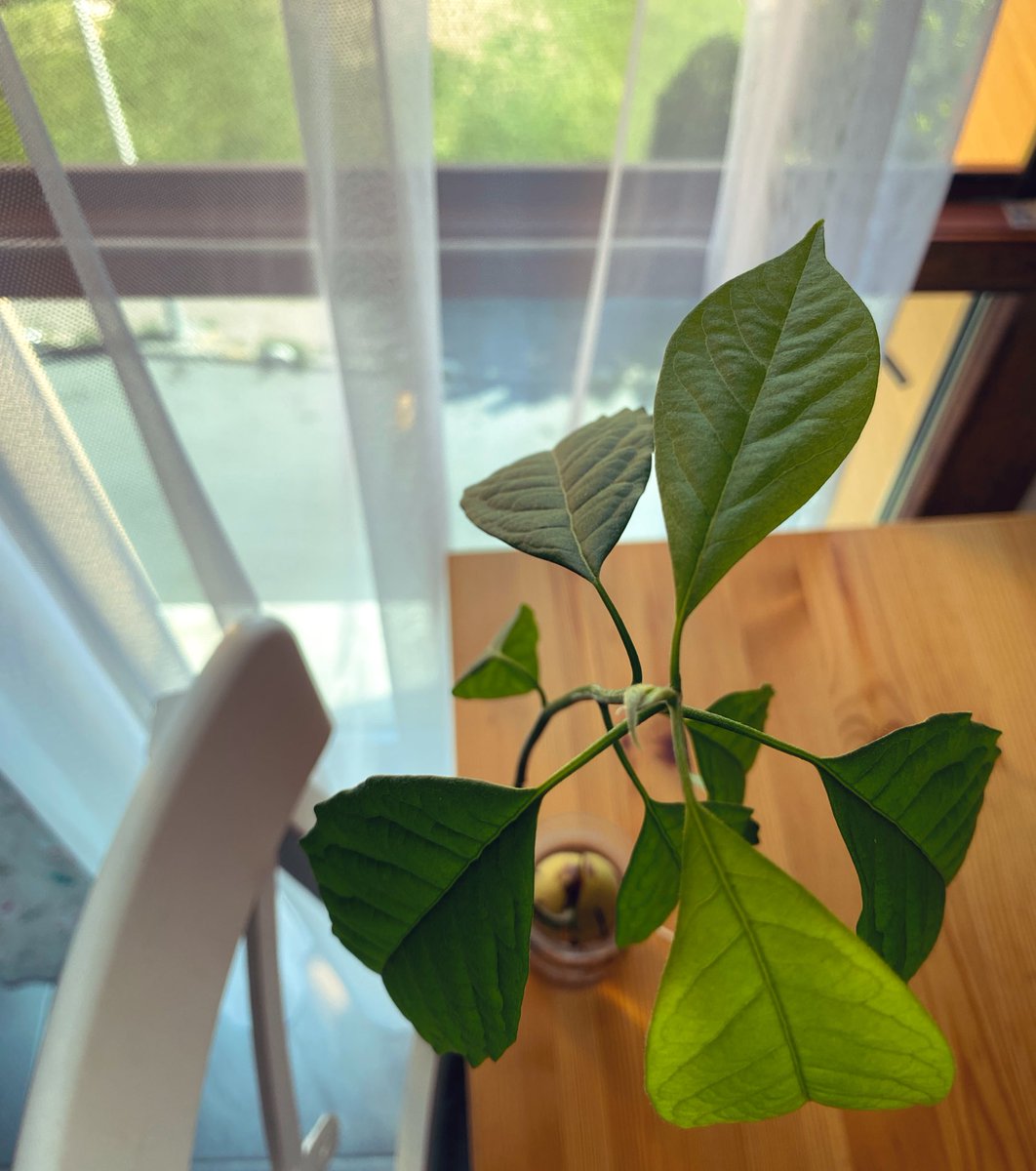 Bir şeylerin kök salabilmesi, yeşillenebilmesi hoşuma gidiyor. 🥑