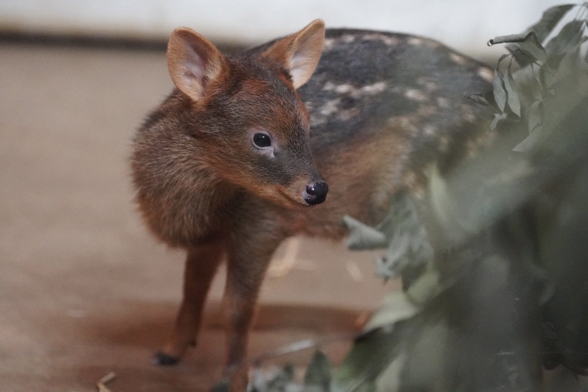 プーズーのスイくん💗

#プーズー　#埼玉県こども動物自然公園　#スミレ　#スイ