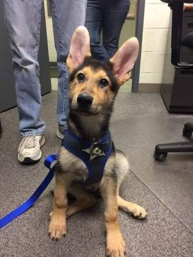 Best in Dogs tweet media