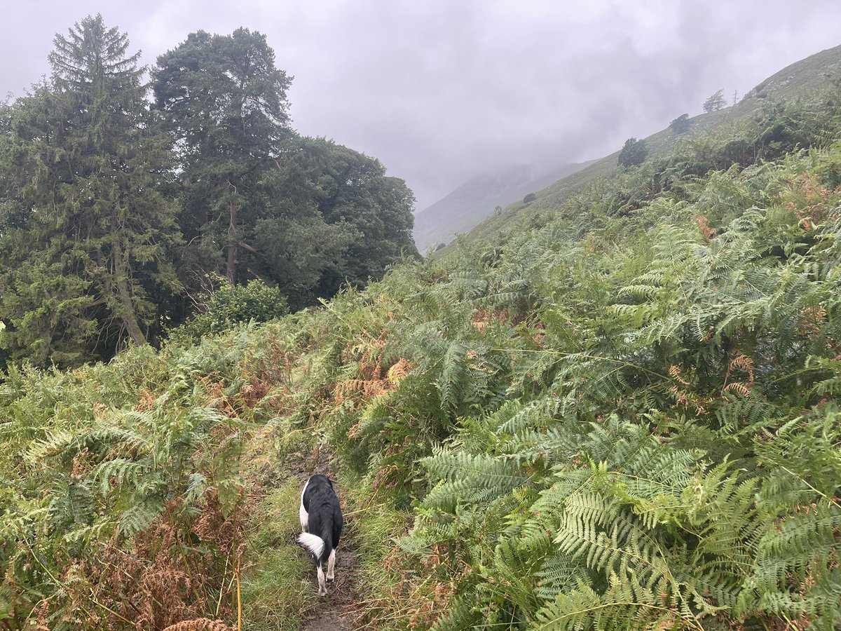 The spread of bracken is relentless 

Anybody think it’s positive to have whole valleys taken over by it ? 

The flowers, grasses and young trees are smothered or shaded, paths are overgrown and the build up of dead thatch must be a fire risk? 

Only trees present are old ones