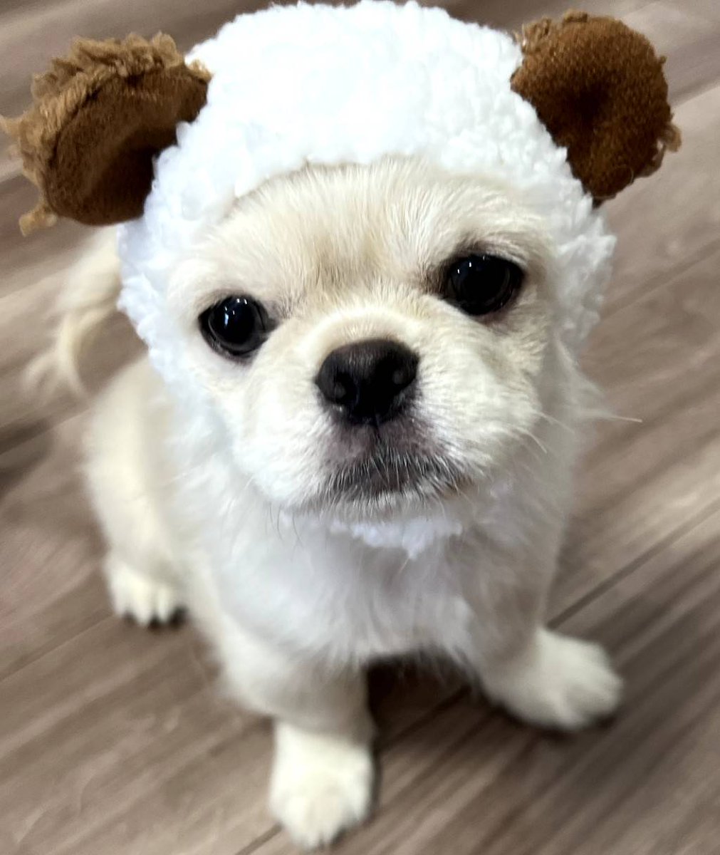 可愛すぎて悶絶(⁠灬⁠º⁠‿⁠º⁠灬⁠)⁠♡

#ペキニーズ #チワワ #ミックス犬  #かわいい #犬のいる暮らし #くま #犬のいる生活 #犬のいる幸せ