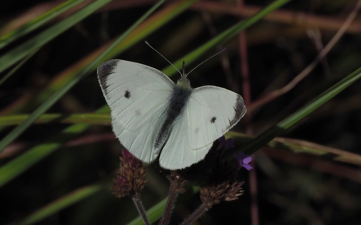 Bob Chapman (@bobservablelife) on Twitter photo Small Whites like this one seem to be trying to complicated things! Still a Small by my reading of things but with a lot more black along the outer wing than is typical. <a href="/savebutterflies/">Butterfly Conservation 🦋</a> Small Whites like this one seem to be trying to complicated things! Still a Small by my reading of things but with a lot more black along the outer wing than is typical. <a href="/savebutterflies/">Butterfly Conservation 🦋</a>