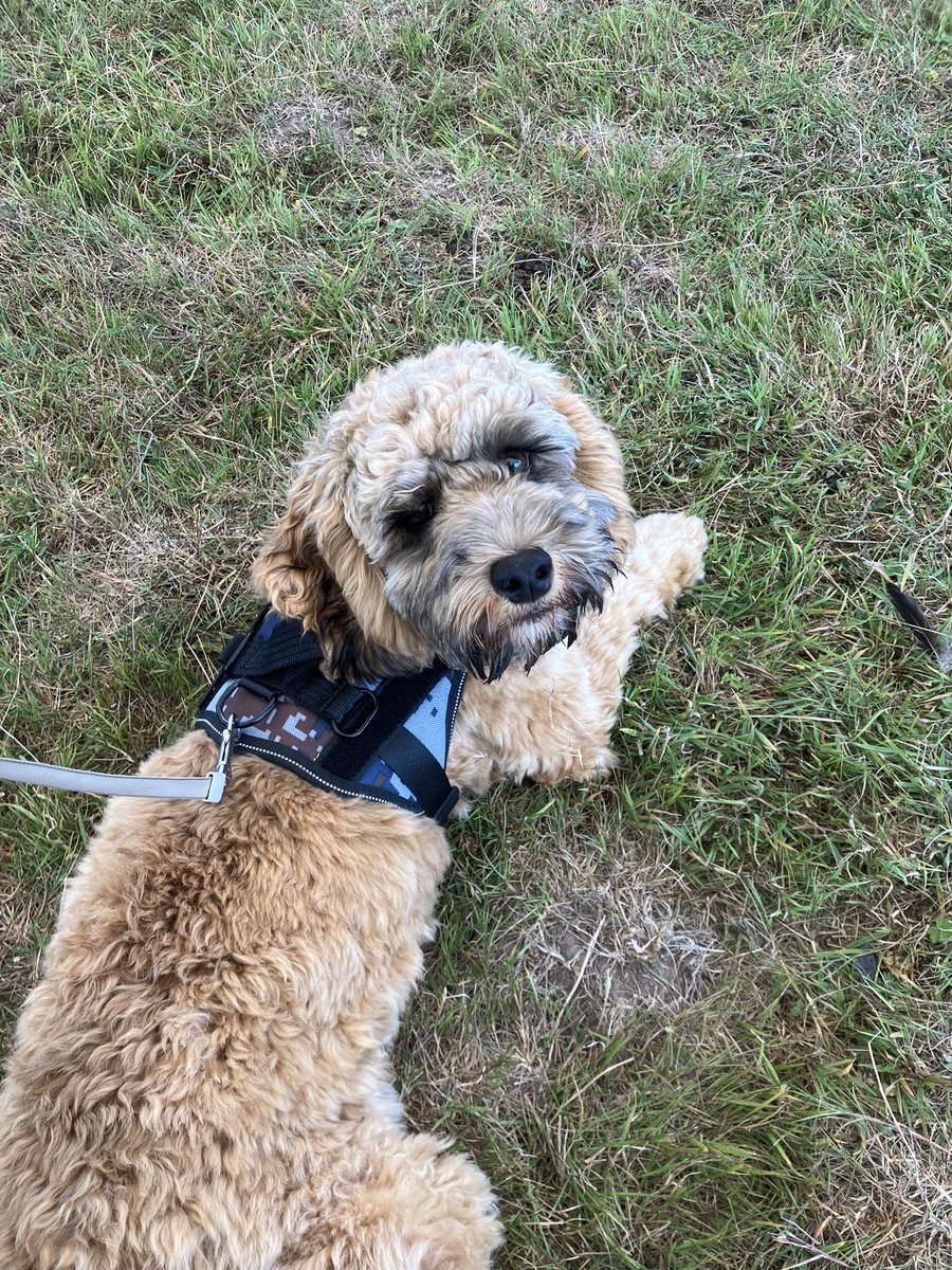 Been to dog show for local rescue centre he was a star no prizes but great day