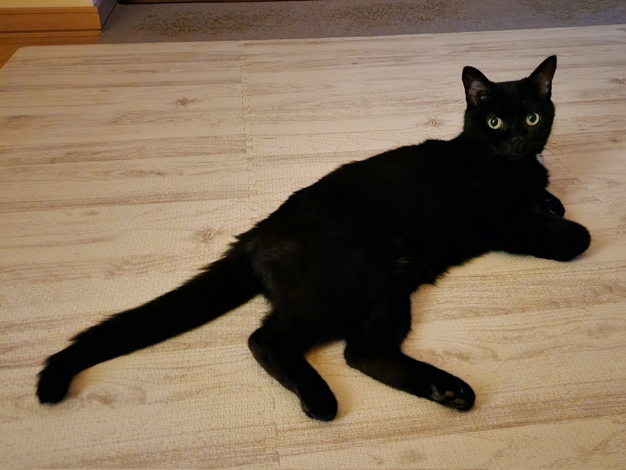 黒猫 リク on X: 