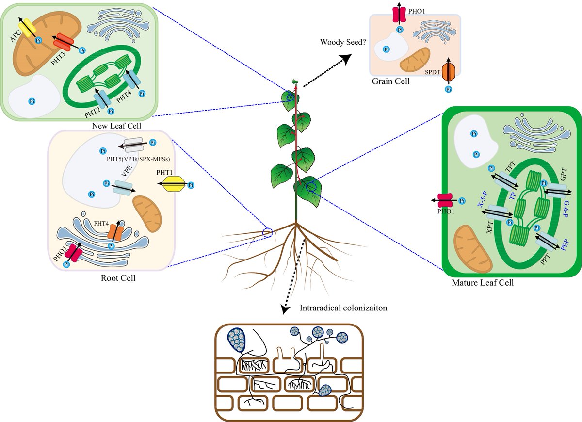 Forestry Research (@forestryres) on Twitter photo #ForestryRes #pue #phosphorus #growth
🔍 This review spotlights Pi uptake, transport, and signaling in woody plants, highlighting interactions with N and Fe, aiming for high PUE.
<a href="/MaximumAcademic/">Maximum Academic</a> <a href="/ecology_forest/">Forestry & Forest Ecology</a>
Details: maxapress.com/article/doi/10… #ForestryRes #pue #phosphorus #growth
🔍 This review spotlights Pi uptake, transport, and signaling in woody plants, highlighting interactions with N and Fe, aiming for high PUE.
<a href="/MaximumAcademic/">Maximum Academic</a> <a href="/ecology_forest/">Forestry & Forest Ecology</a>
Details: maxapress.com/article/doi/10…