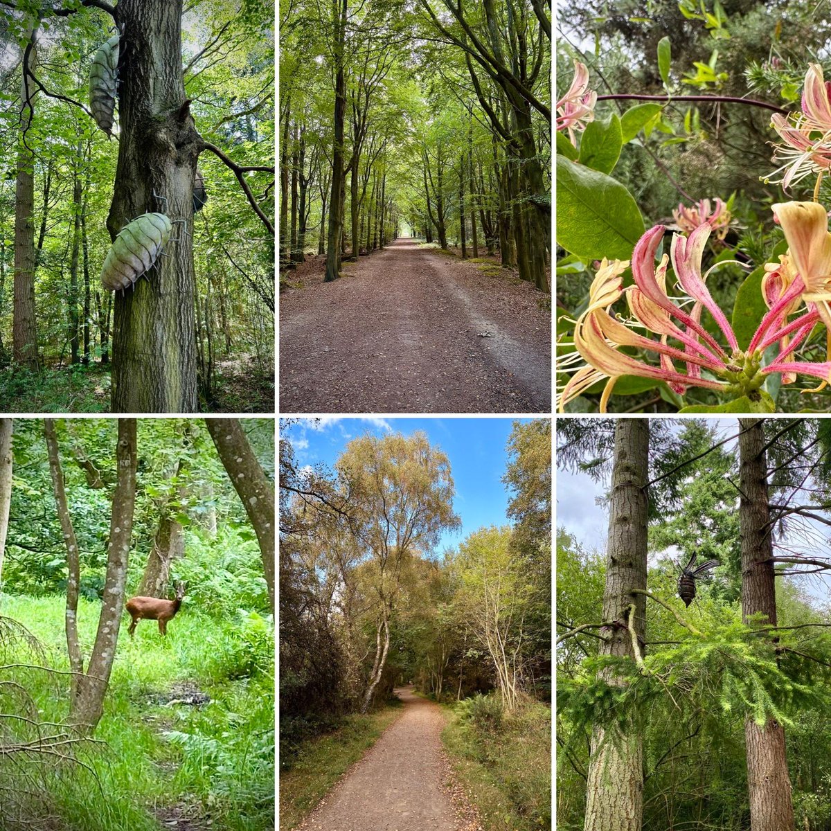 elwalkfest's tweet image. 🐝 Did you know we have an #AllAbility walk our programme? In beautiful Butterdean Woods on hard, flat surfaced paths; look out for sculptures of ‘beasties’ along the way! If you’re lucky, you might spot a deer or two as well 🦌 🦟 🪲

Book your spot walkfest.org.uk