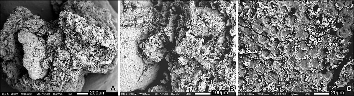 AntiquityJ's tweet image. Did #Neanderthals enjoy mustard? #NationalMustardDay

Analysis of plant remains from #Palaeolithic Franchthi and Shanidar Caves indicates wild mustards were intentionally processed and added to foods to give a bitter, astringent taste.

🆓 doi.org/10.15184/aqy.2…
