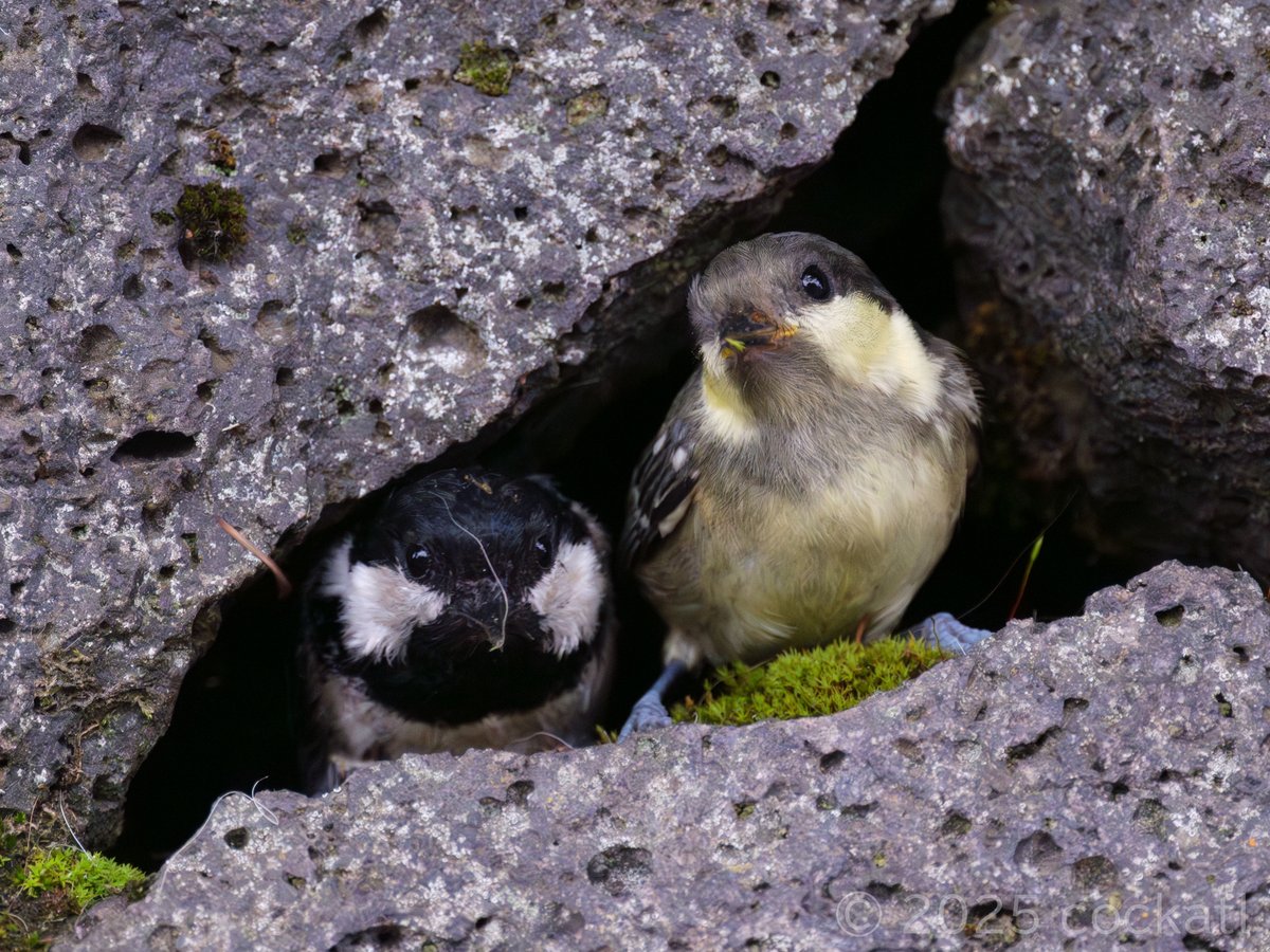 cockatl (@cockatlcom) / Posts / X