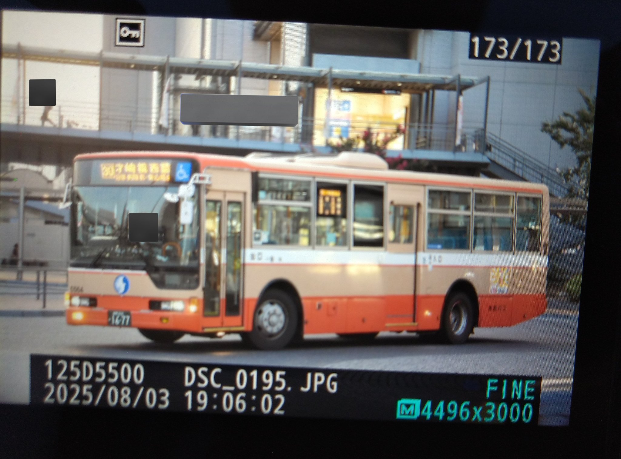 テベス急募 momose モモセ MC-HYUGAZAKURA SP'25/E DBL-VGR #20782 約4.1
