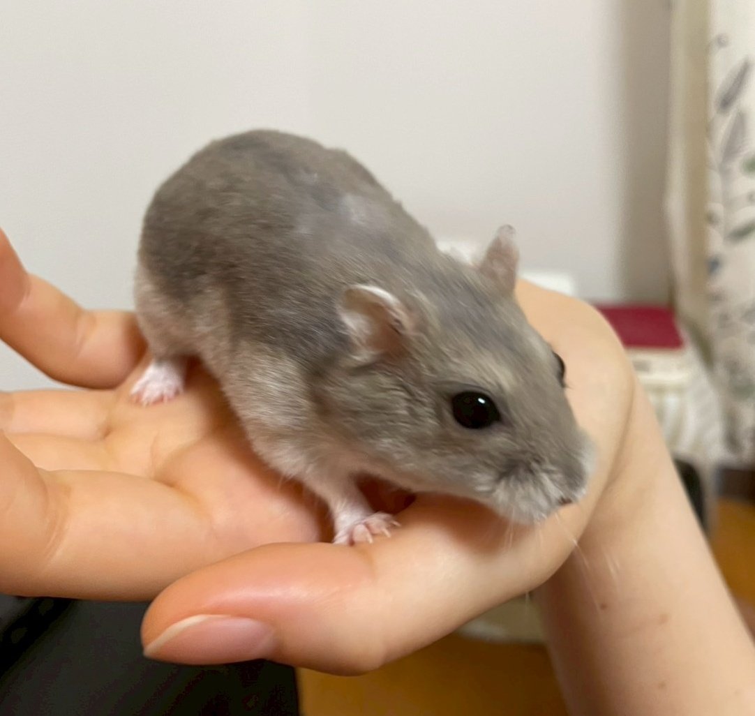 pero__chi's tweet photo. 本日朝起きたらぺろちがなくなっていました。ハム垢で助言下さった皆様ありがとうございました。前日まで食欲はあったものの、ここ数日は一気に調子が悪くなっていたので楽になってくれてよかったと思いたいです。
2年7ヶ月長いようであっという間だったなぁ https://t.co/MKBPZ0DTfY