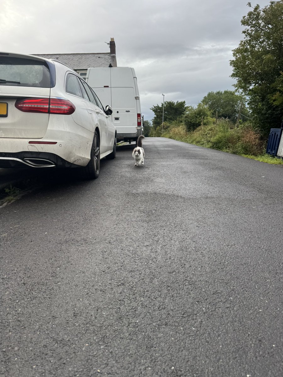 SpanielsSuper's tweet photo. Mum had to go out very early #AbandonedAgain
She was sneaky & put her car out last night! #NotFair #TrickedUs
As she walked to it she heard screaming meowing…. & saw this
#MuuuuuuuuuumToBe hurtling towards her.
Big fusses & cuddles 🥰
#MoveInMartha https://t.co/8yMf104UCm