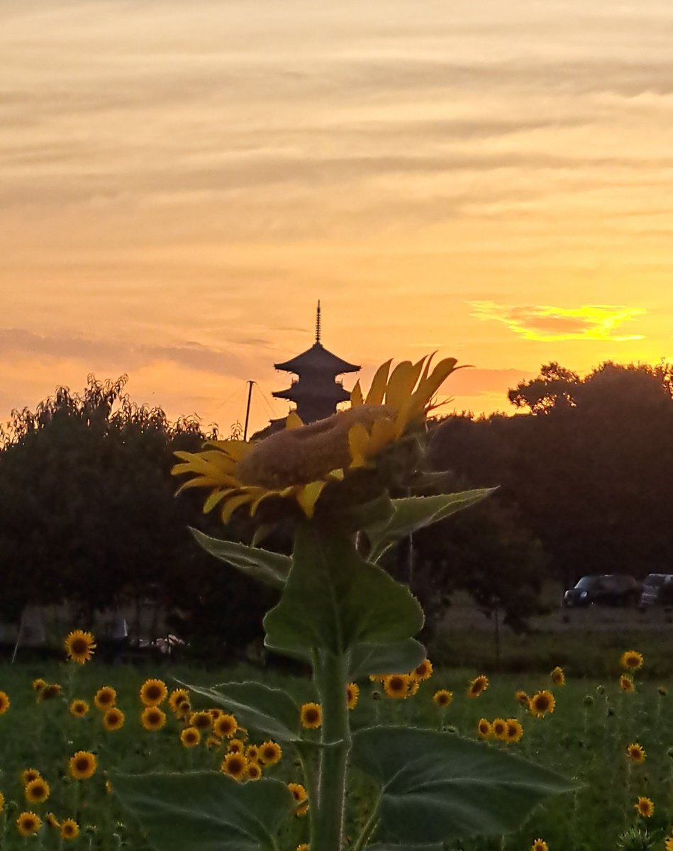 #吉備路 
 #備中国分寺 
 #総社
 #ひまわり
すごいカメラ持った人がいっぱいいました🐱🌻📸