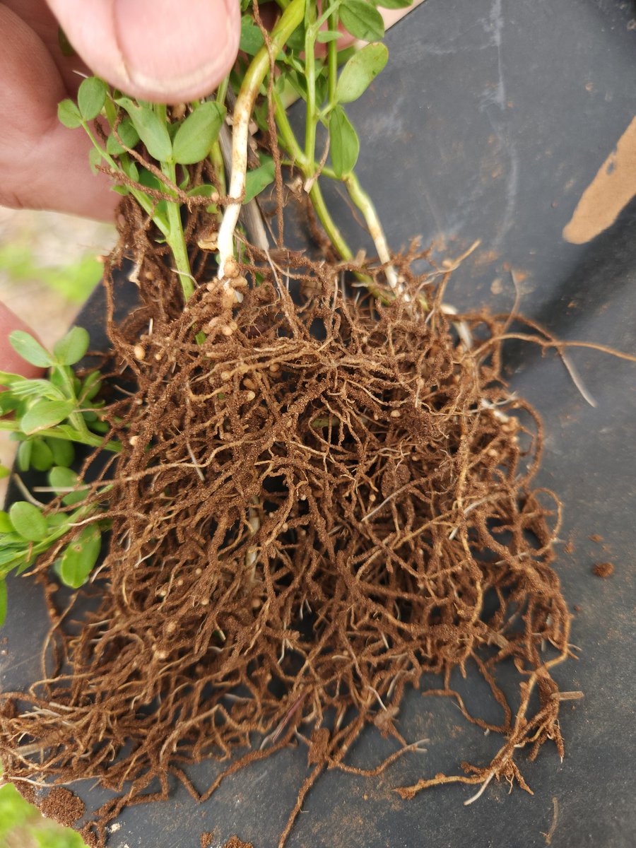 DaveyJohn_676's tweet image. Inoculated lentils doing their job.
Nice red nodules fixing Nitrogen for the crop