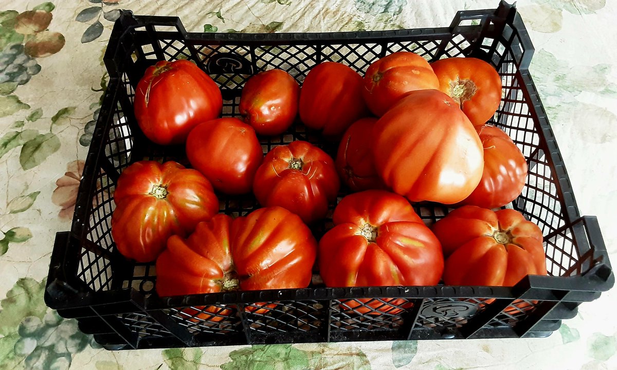 RobertoFerdenzi's tweet photo. Dad's tomato crop is doing well, this year. ๐
๐
๐
#ReturnoftheKillerTomatoes! https://t.co/8SEOH8bBcJ