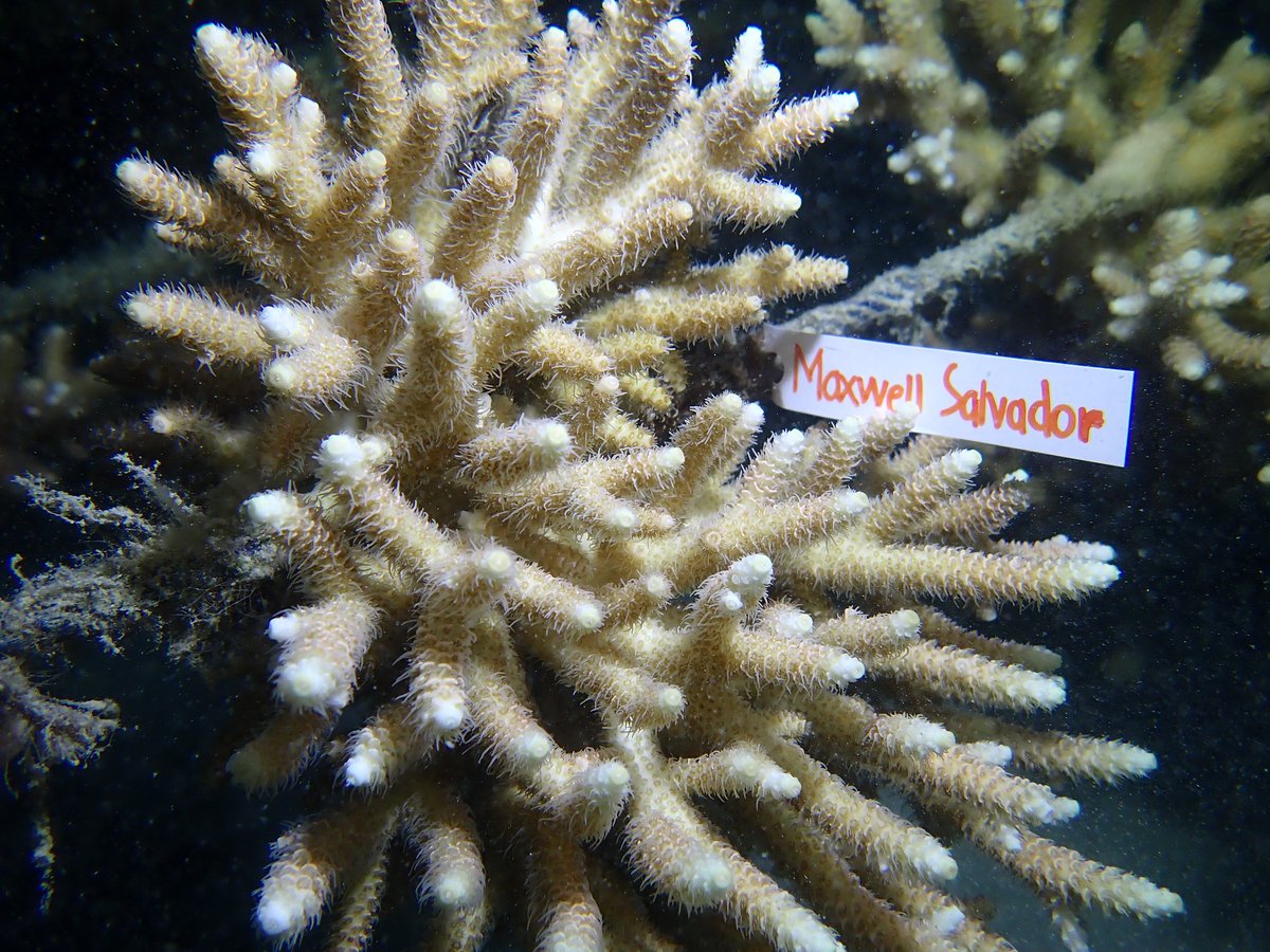 graynotconan's tweet photo. #Chapter22Maxwell belum selesai, perjalanan masih panjang. mari warnai tiap langkah maxwellerz dengan hal-hal yang bermanfaat. this baby corals were planted as birthday gifts and a tribute to all the wonders Maxwell has brought to this world ๐๐ชธ
#Maxwellerz1stJourney #timsekop https://t.co/rLSI1SJmml