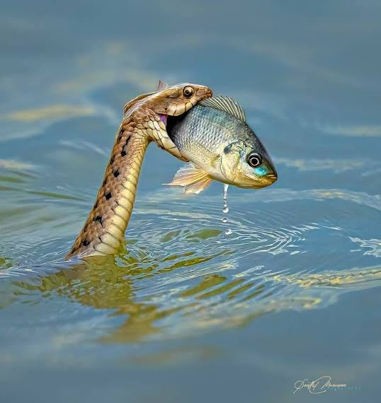 Snake saved a fish from drowning in the water 
- Fact Checker