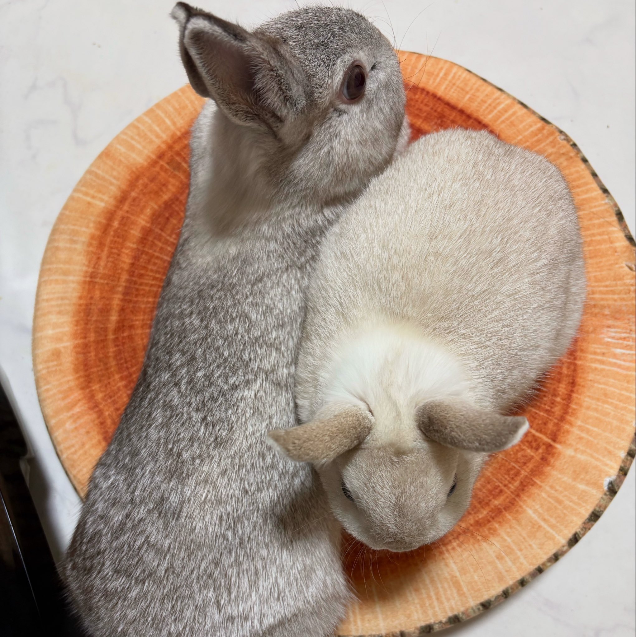 🐰うさぎの幸と福と心と華🐰 on X: 