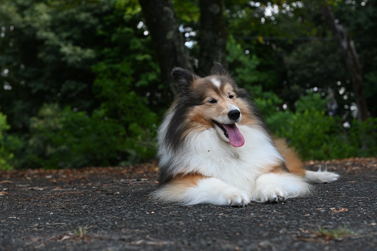 #これ見た人全員ビジュいい写真を貼る
#シェトランドシープドッグ