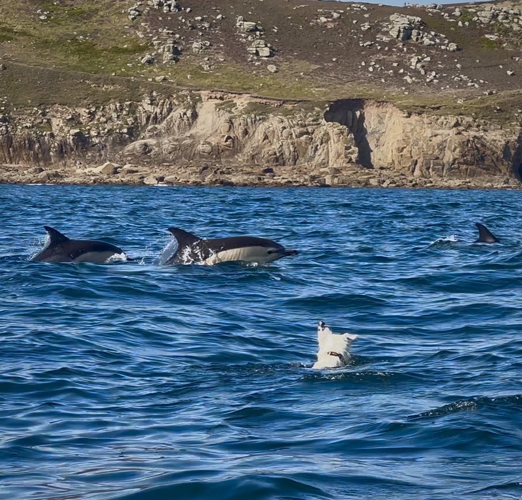 markdeeble1's tweet image. The herding instinct in border collies!