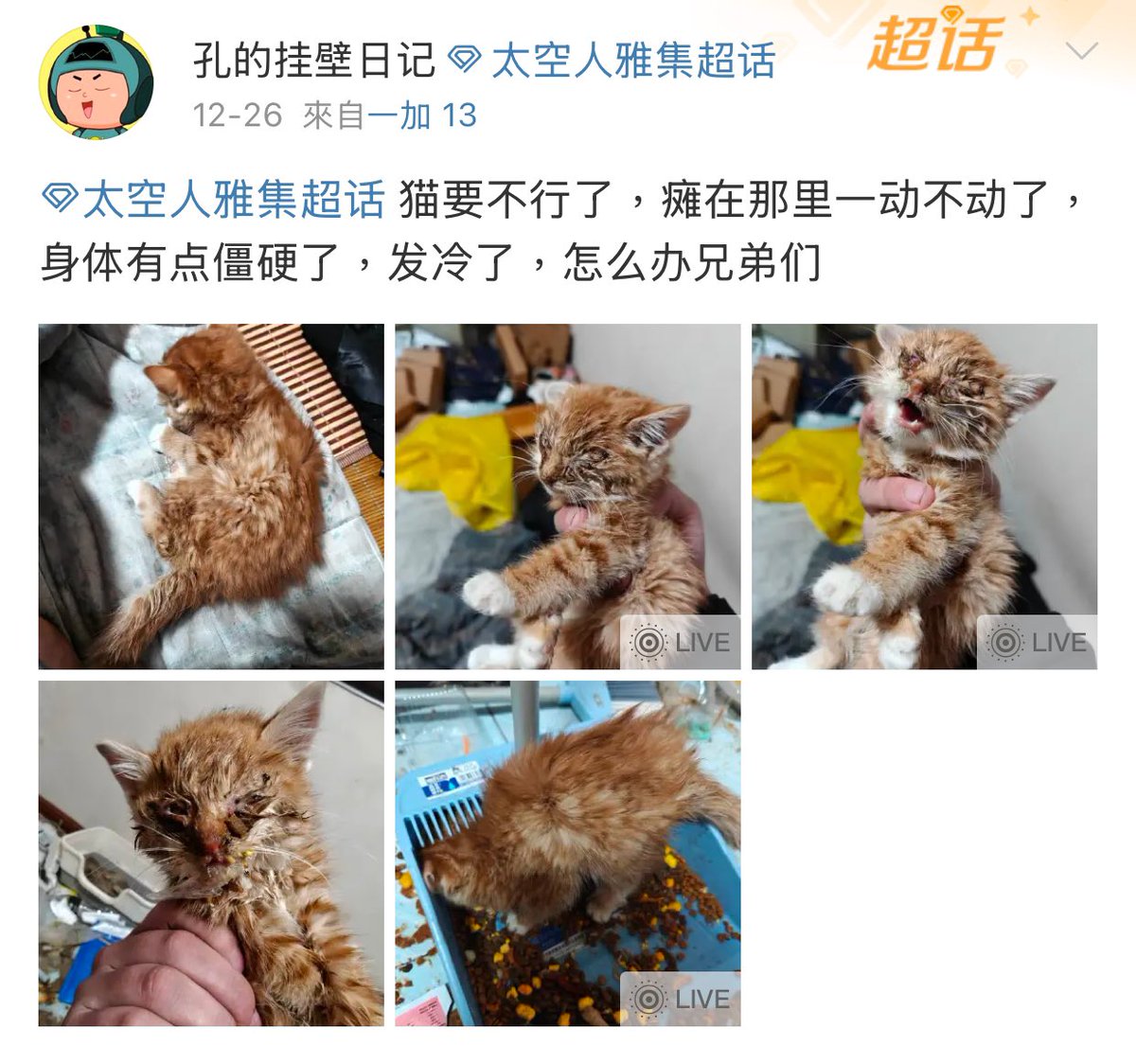 NadiaMo33's tweet photo. Animal cruelty exists everywhere, but #China has turned cat abuse into a vile, widespread spectacle, fueled by the #CCP’s complete absence of basic animal protection laws. Innocent lives sacrificed on the altar of greed and state indifference. 1/3 @matt88phd @PhaedraXTeddy https://t.co/FINz13ErN6