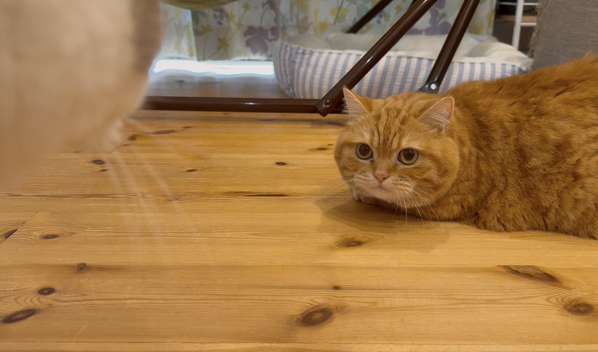 狙われているぱお目線