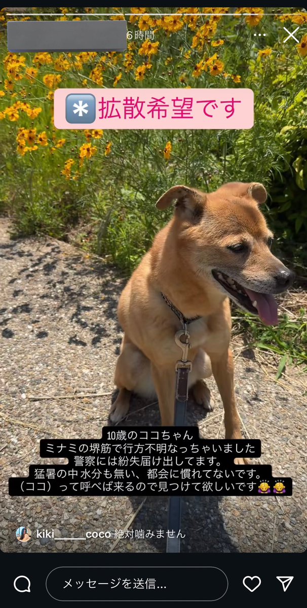 私の大事な友達のわんちゃん🐶が居なくなっちゃったからミナミとか大阪いる人は探してくれたら嬉しいです；；
名前呼んだら来るらしいし、噛まないらしいです🙌🏻
 #拡散希望