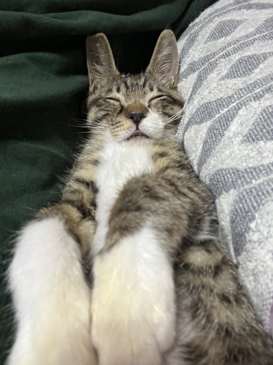 M1INIMUM's tweet photo. 最近保護した猫ちゃん https://t.co/NS9XOP9Q8z