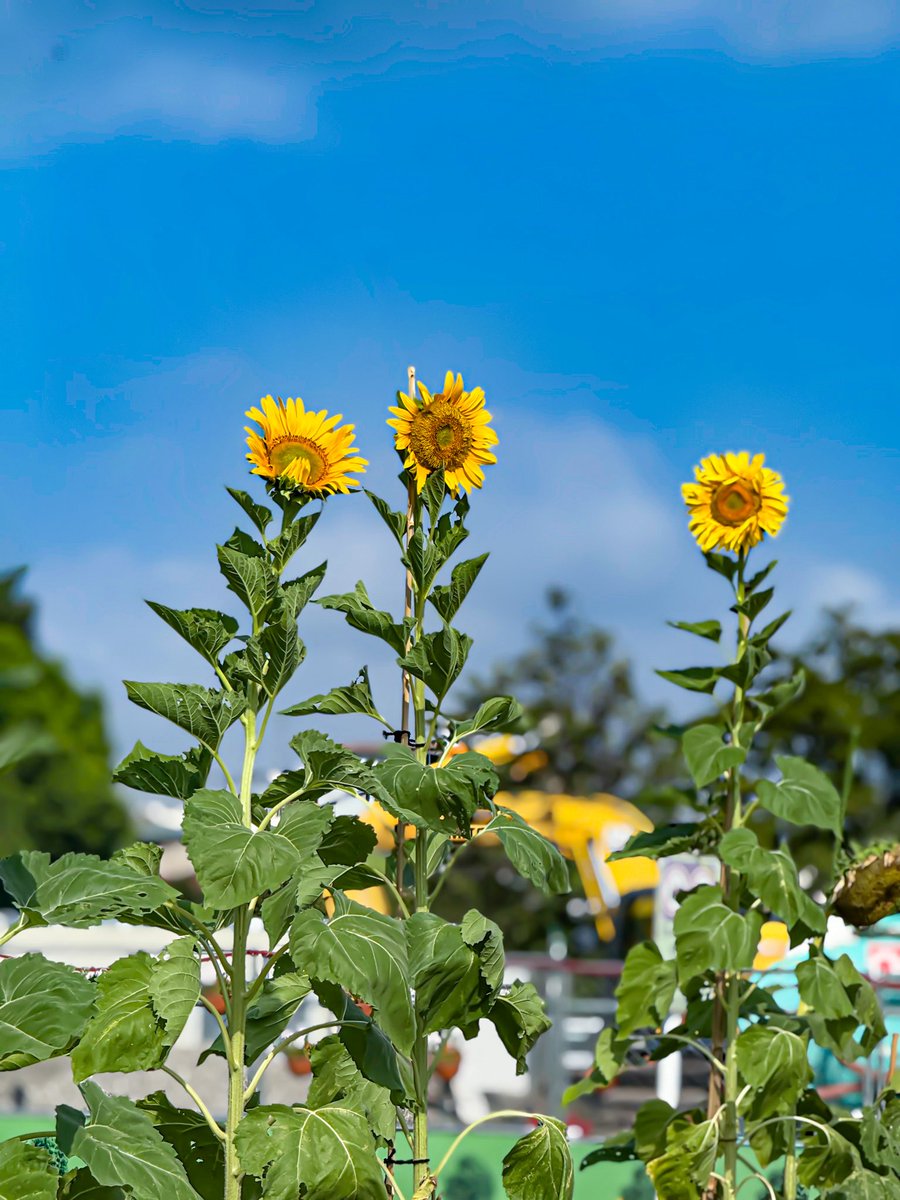 oysm1's tweet photo. “Even the quietest sunflowers carry the sound of light.”
(inspired by “Light” – Eri Nobuchika / 信近エリ)
#LightInspired
#EriNobuchika
#SoundOfLight
#SunflowerWhispers
#BlueSkyPoetry
#HopeInBloom
#SummerLightscape
#GentleRadiance
#Photopoetry
#FlowerAndSky https://t.co/Kx43FmUzSn