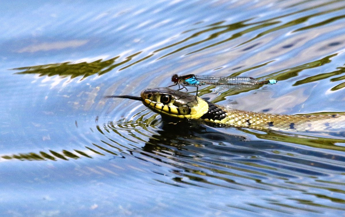 I was amazed to photograph this damselfly hitching a lift on this Grass Snake at Summer Leys. <a href="/NatureUK/">NatureUK</a> @TwitterNatureCommunity