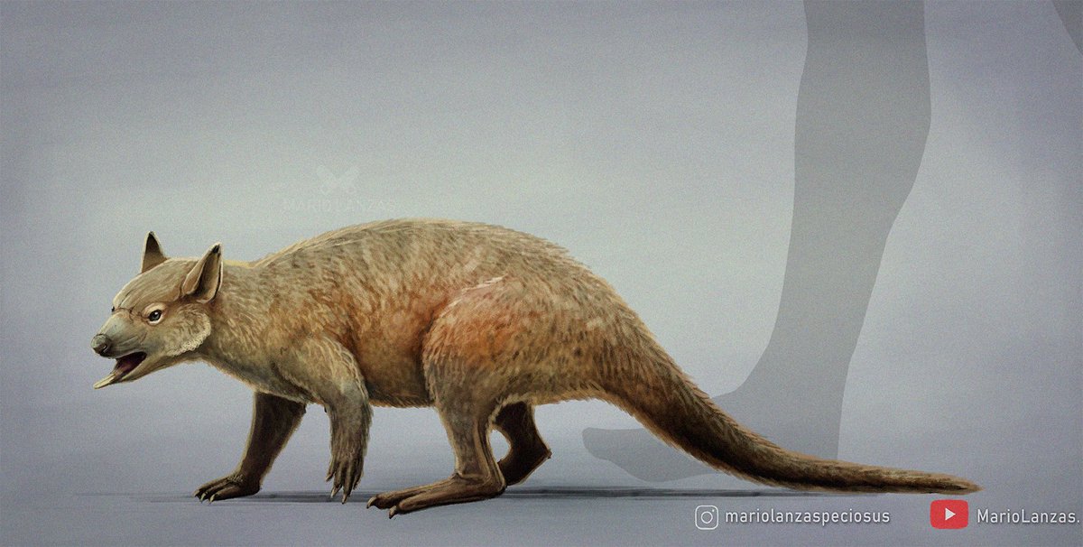 mariolanzas5's tweet image. EKALTADETA, from the video (youtube.com/watch?v=FFap90…) dedicated to the Neogene Period fauna.  #ekaltadeta #paleoart #neogene
