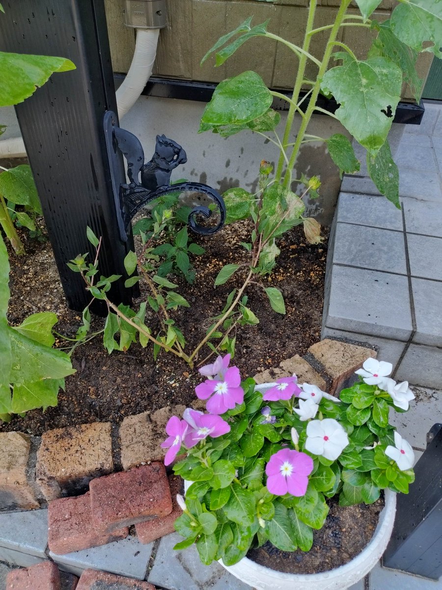 ひまわり日記🌻
我が家のひまわりさんが成長し、ジャングルのようになってしまいました！約1週間でこの成長ぶり😊
郵便受けの開閉が難しくなってきたので思い切って間引きし、そこにレモンガールという小さなひまわりみたいな花が咲く苗を植えました。
さ〜て、開花はいつかな？