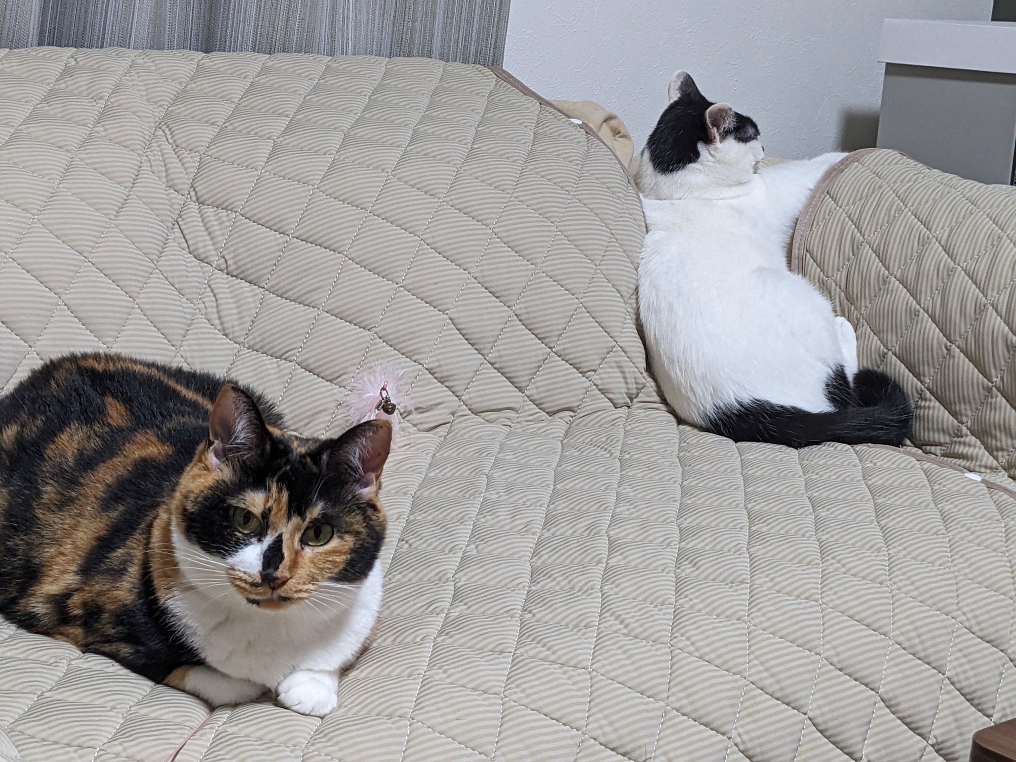 三毛猫ナナ＆白黒猫チョロ on X: 