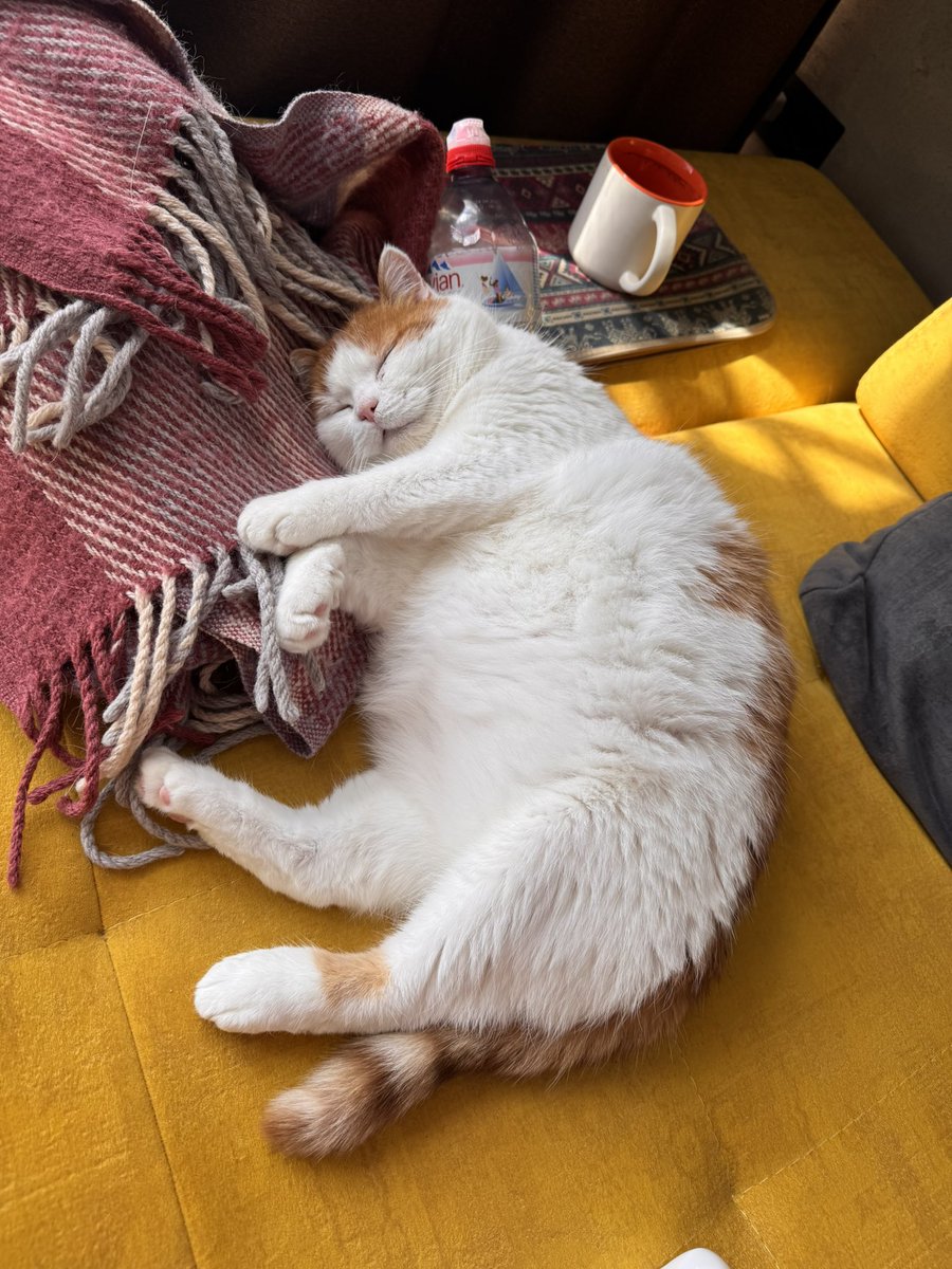 warning_fragile's tweet photo. план по схудненню кота остаточно провалився 
він поправився https://t.co/3N1gnsmS12